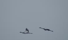 Pierwsze oznaki wiosny