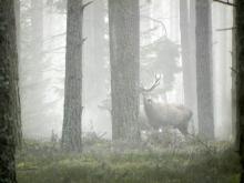 Inwentaryzacja zwierzyny w Nadleśnictwie Drygały