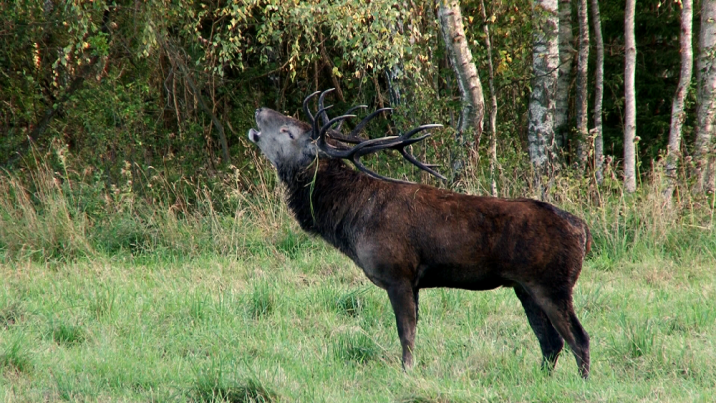 fot. Jarosław Wołkowycki